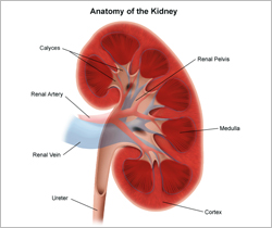 Best Nephrologist in Noida